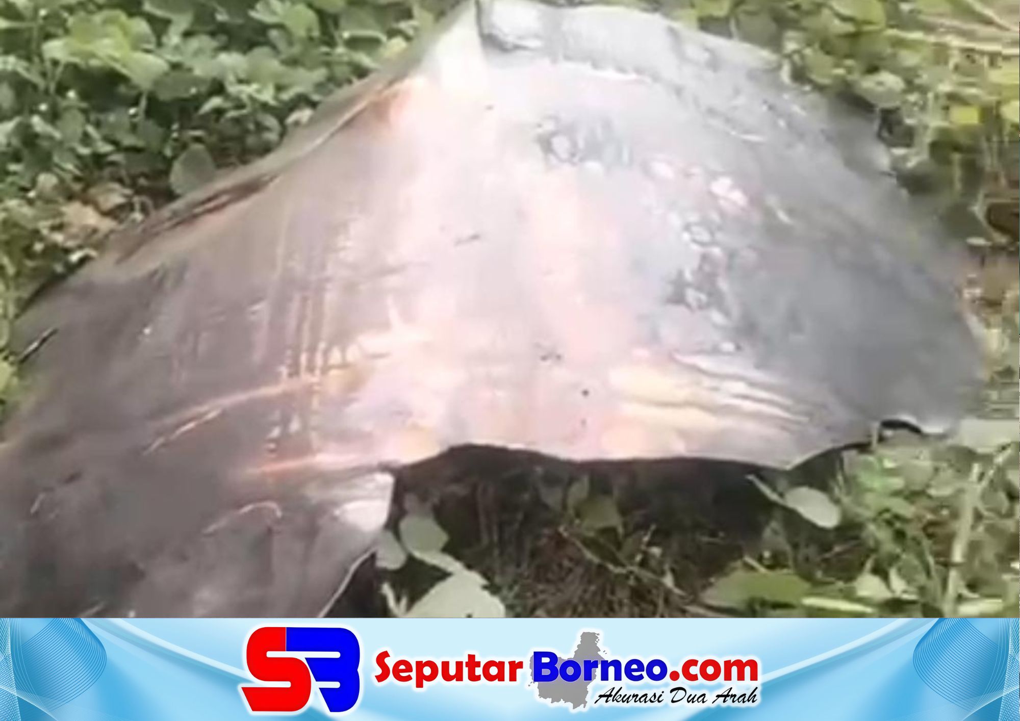 Benda logam kembali ditemukan di wilayah perkebunan sawit di Kotim. (FOTO: ISTIMEWA)