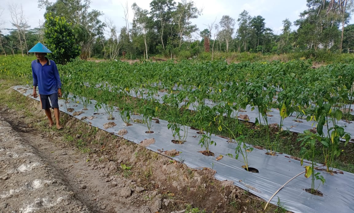 Dinas Pertanian Pulang Pisau Tanam Cabai 20 Hektare