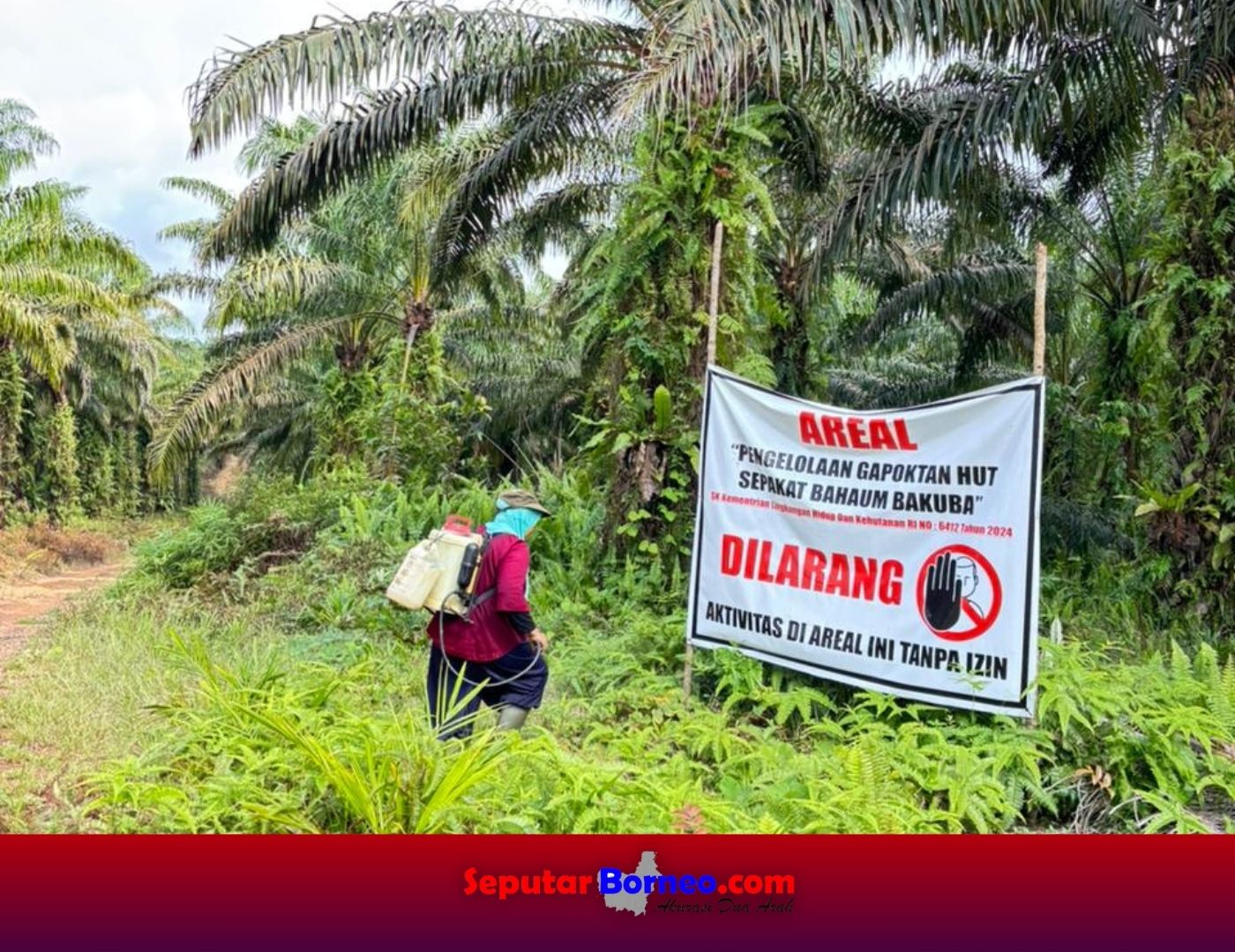 Pengurus Tidak Transparan, Anggota Gapoktanhut SBB Lamandau Ancam Aksi Panen Massal