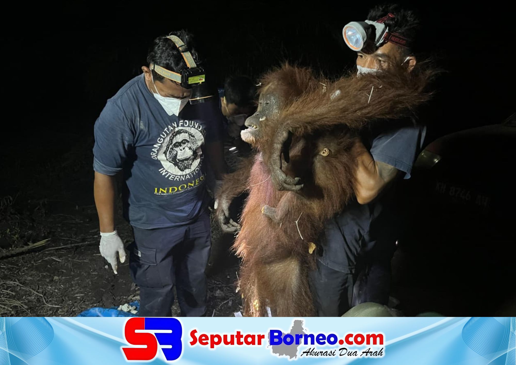 Dikepung Karhutla di Lahan Gambut, Induk dah Anak Orangutan Bertahan di Atas Pohon