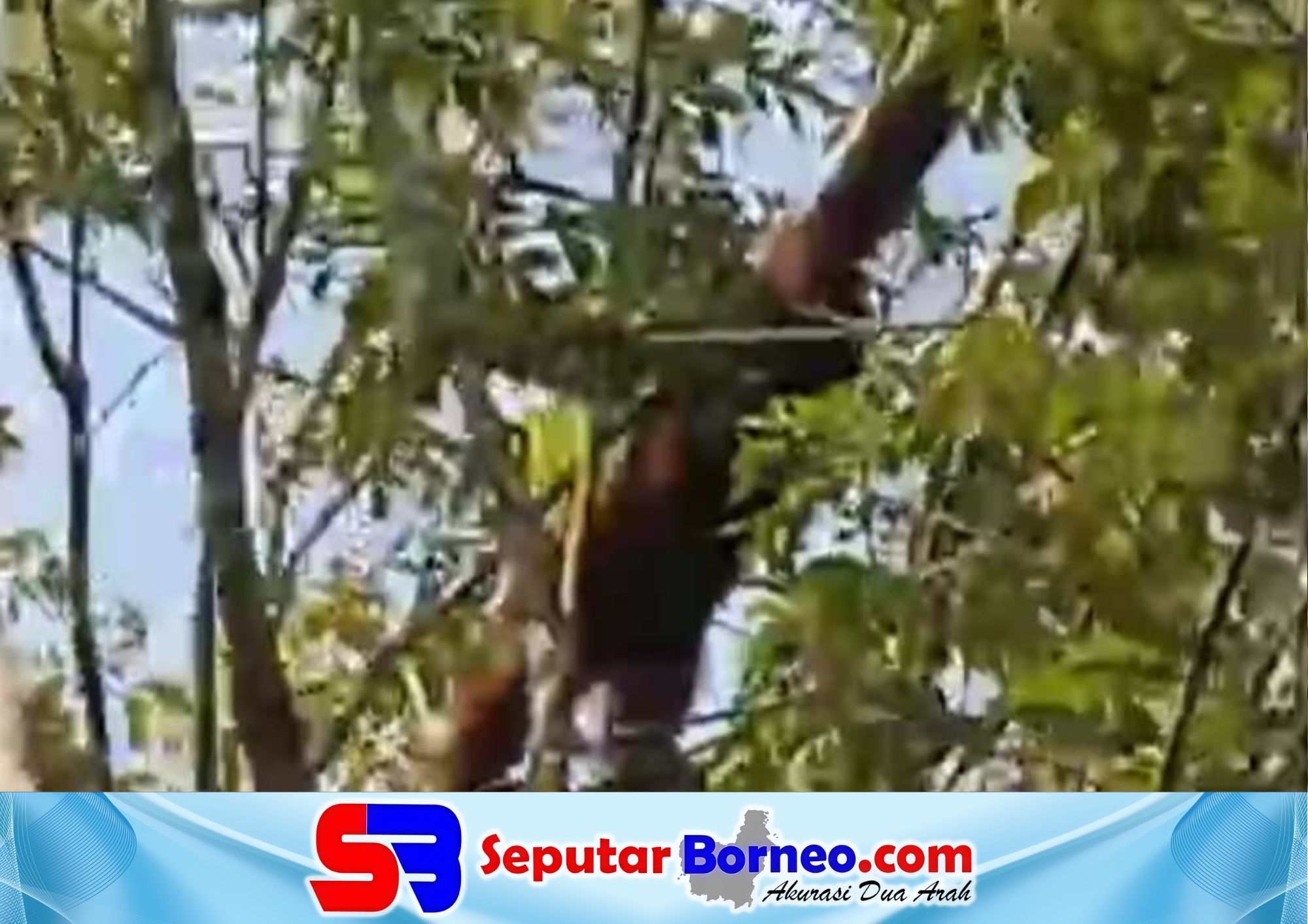 Orangutan Muncul Ditengah Karhutla Meluas di Kotim, BKSDA Lakukan Pemantauan