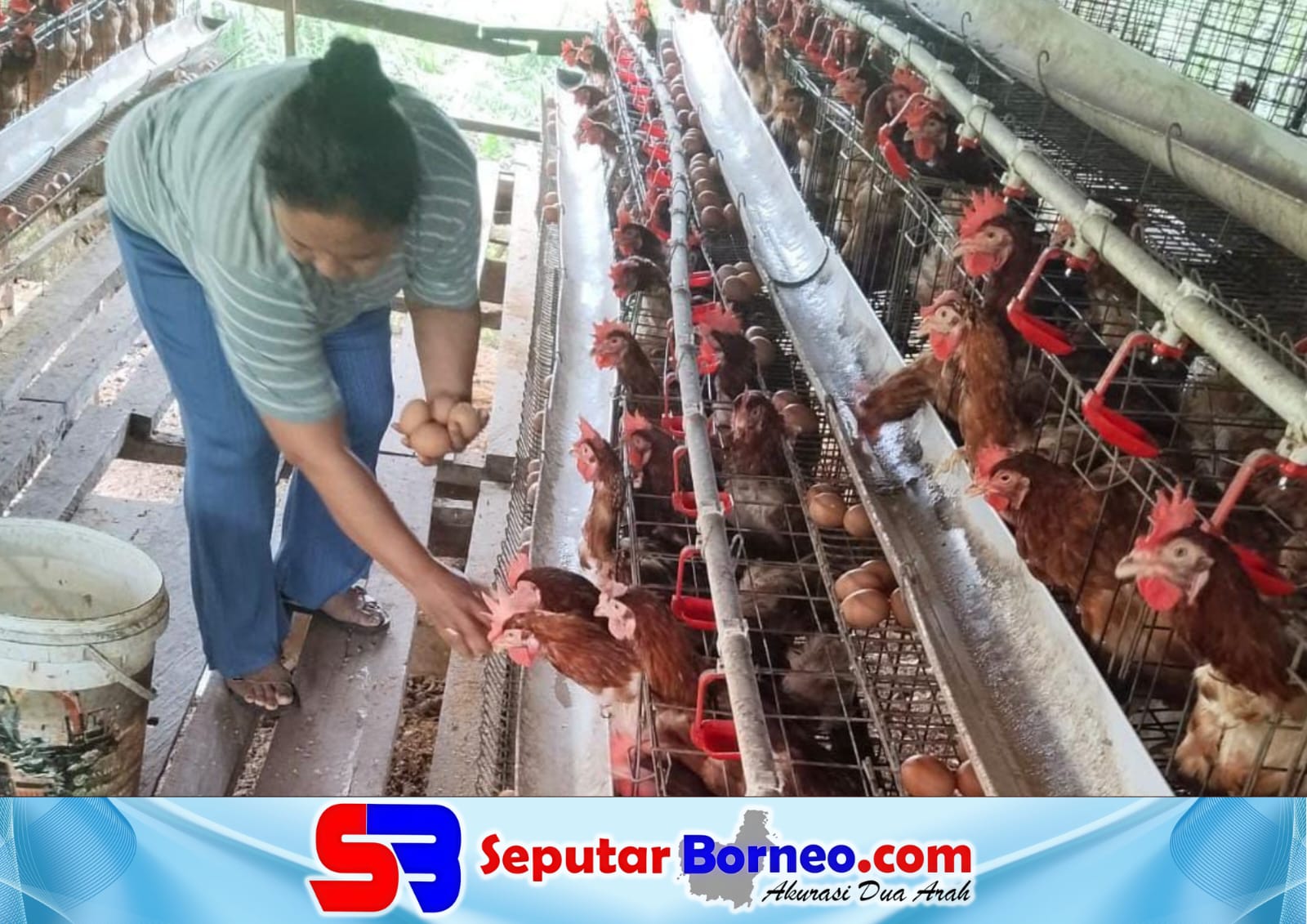 Peternak Ayam Petelur Kotim Menjerit, Harga Telur Turun Pakan Makin Mahal