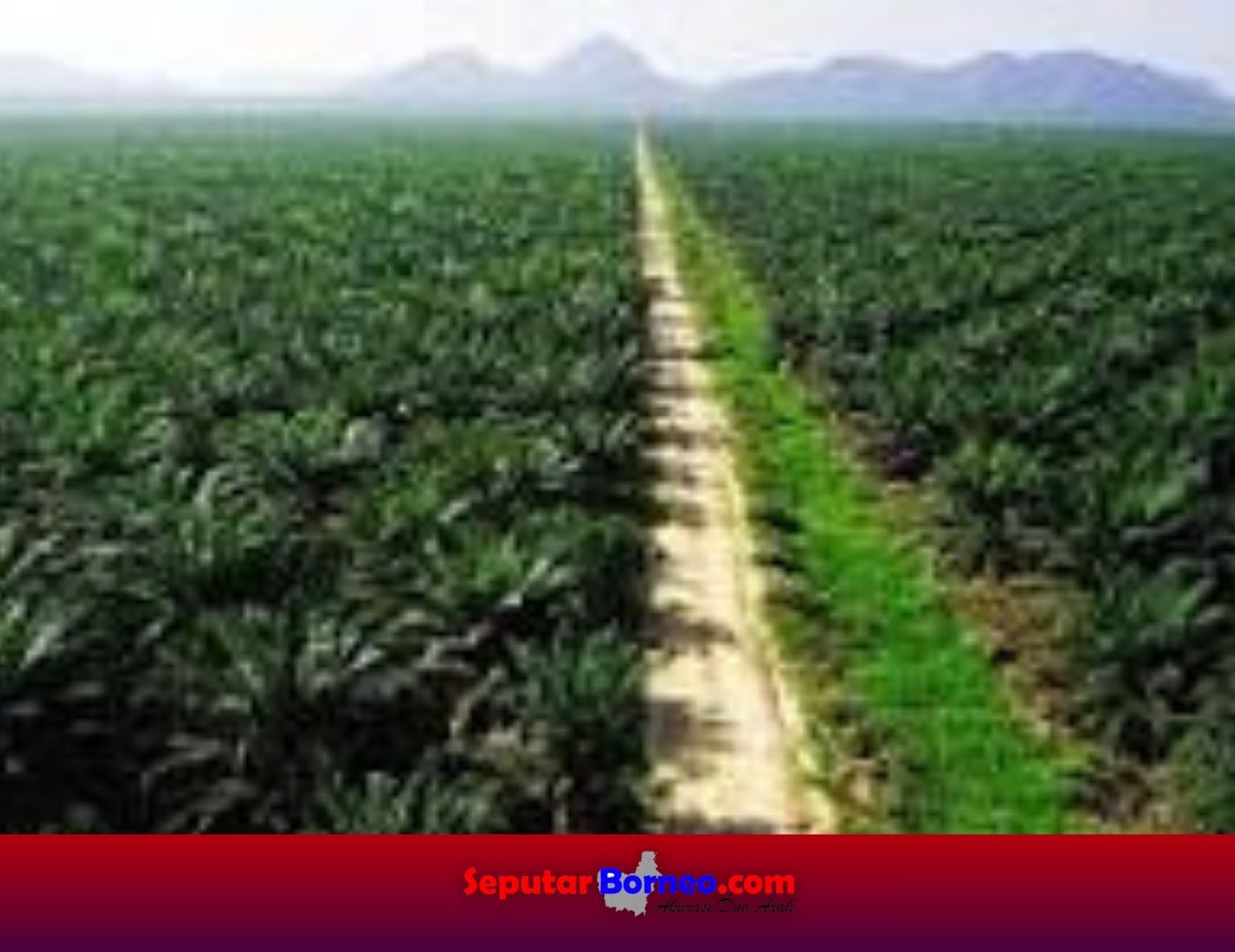 Raja Bisnis Kelapa Sawit Indonesia, Siapa Terkaya