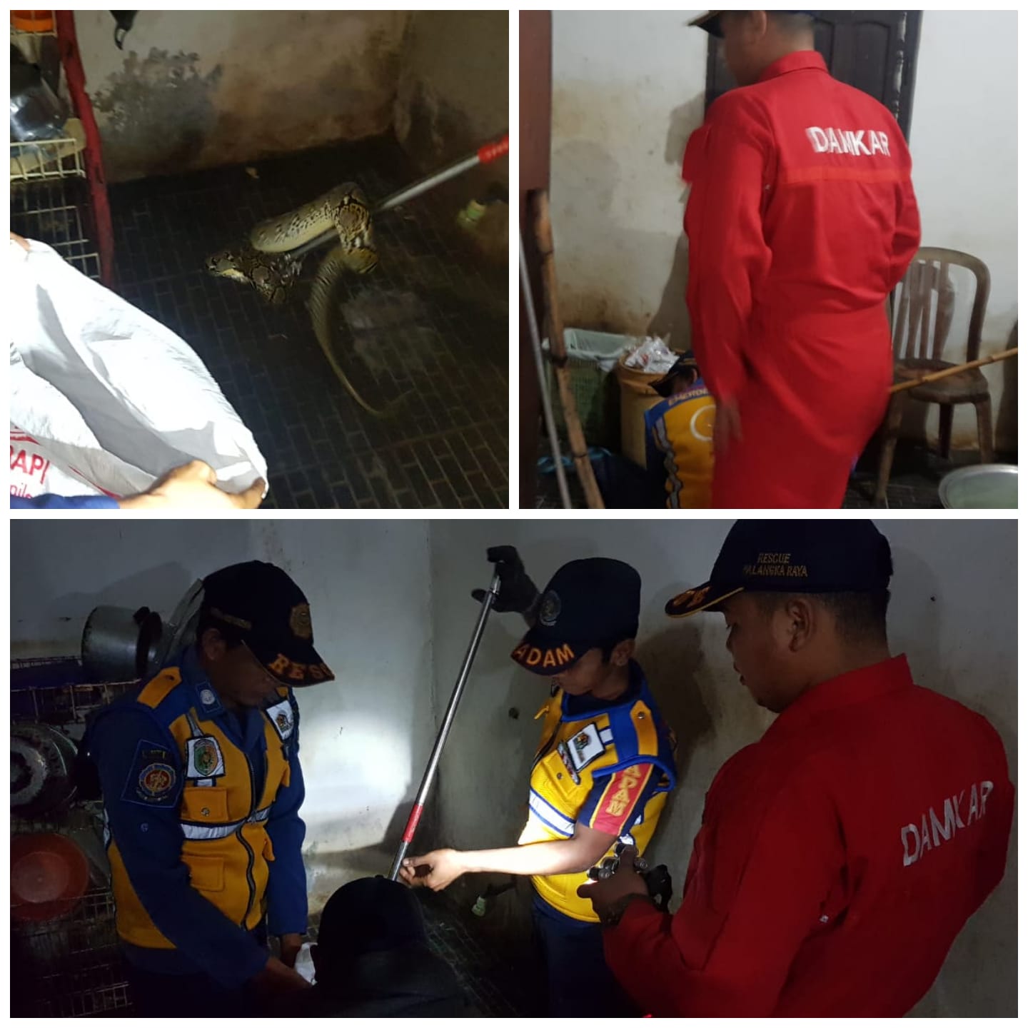 Ular Piton Masuk Rumah Warga, Tim Rescue Damkar Langsung Bergerak