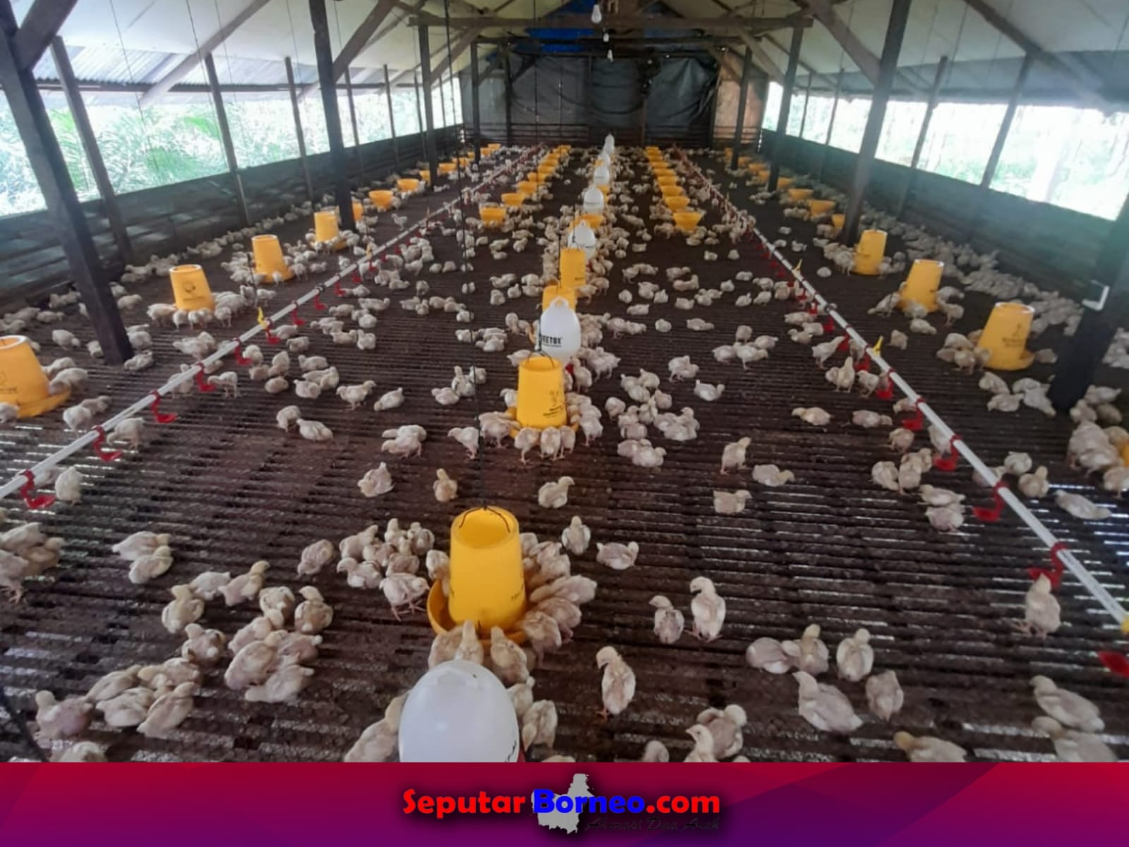 Berikut Persyaratan Pengurusan Usaha Peternakan Ayam Pedaging di Kabupaten Lamandau