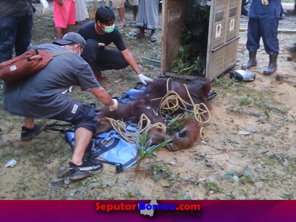 Orang Utan Berusia 40 Berhasil Diselamatkan Warga