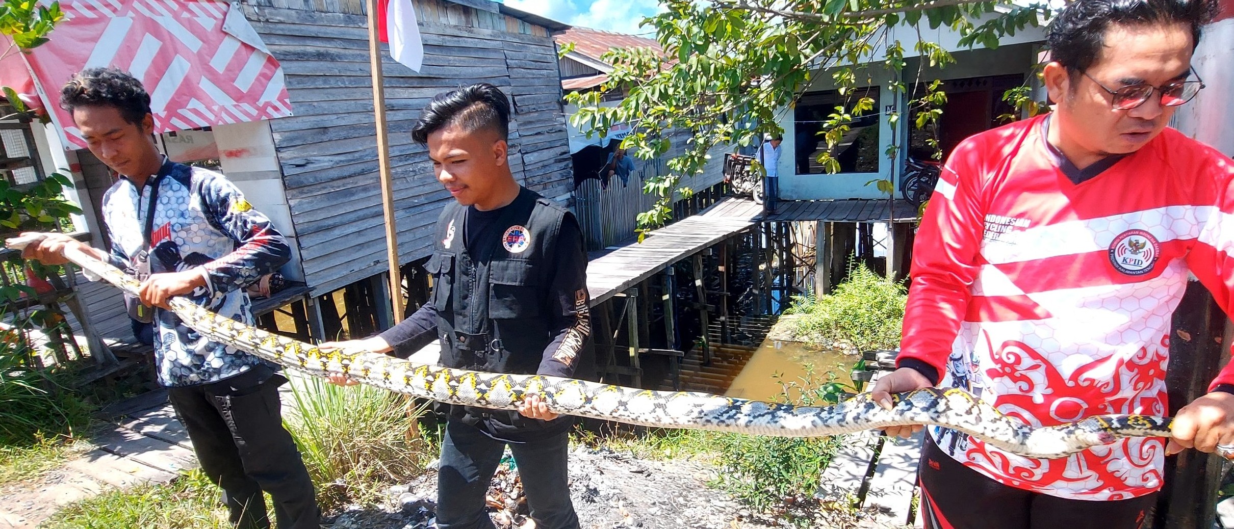 Dikira Ikan Besar, Ternyata Ular Piton Masuk Perangkap Ikan