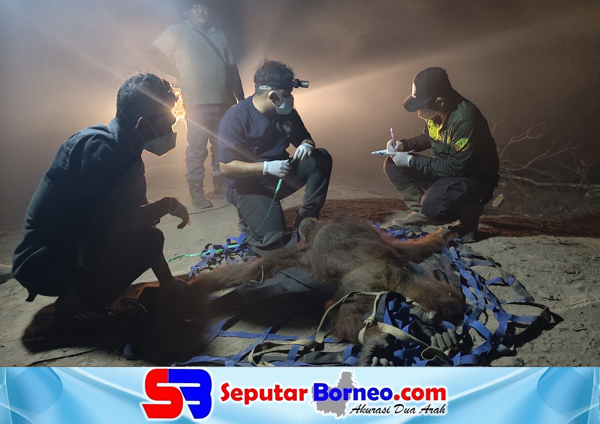 BKSDA Sampit bersama Yayasan OFI mengevakuasi seorang orangutan betina. (FOTO: ISTIMEWA)