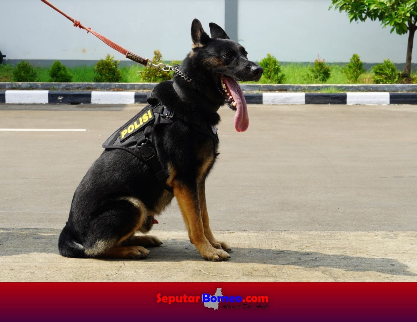 Ini Lima Anjing Andalan Polri Mengungkap Kasus