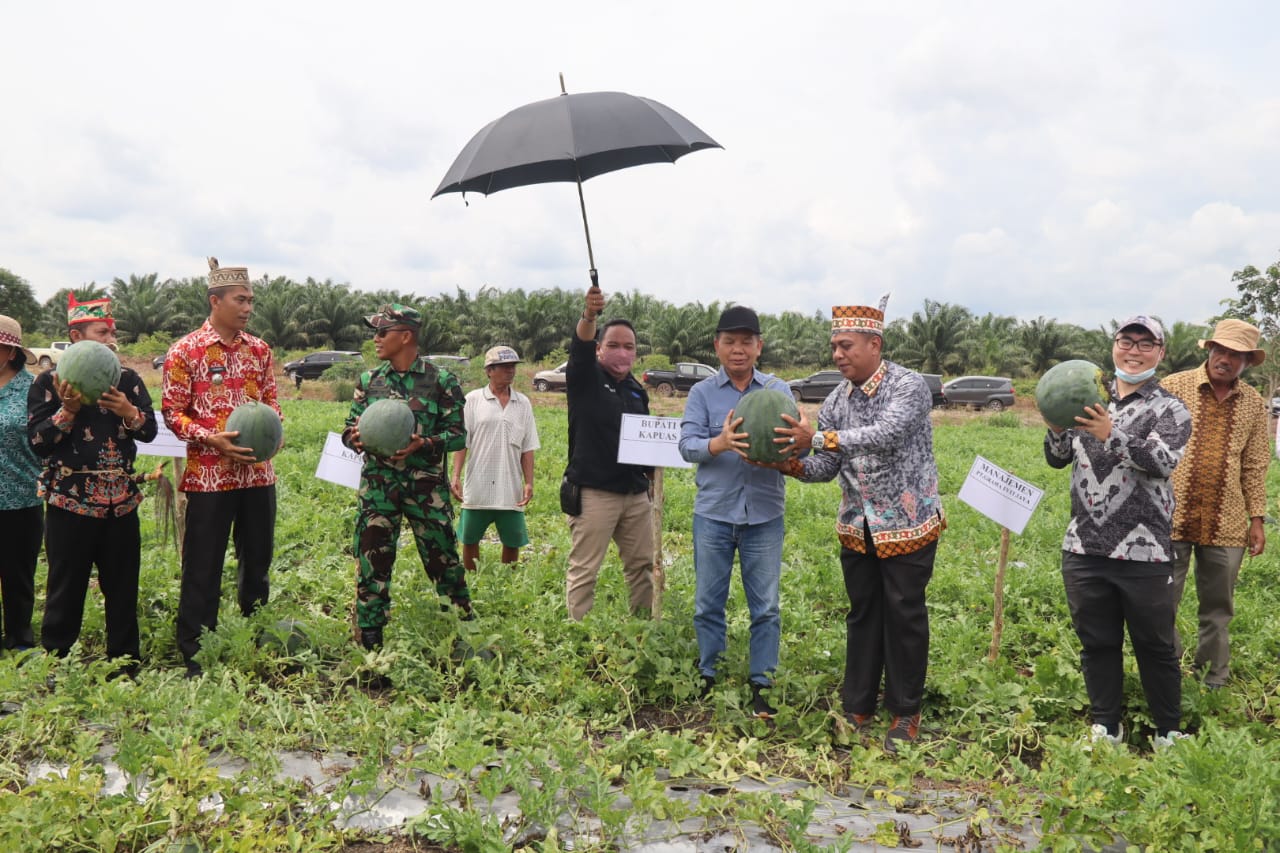 Bupati Kapuas Panen Raya Semangka Bersama Masyarakat