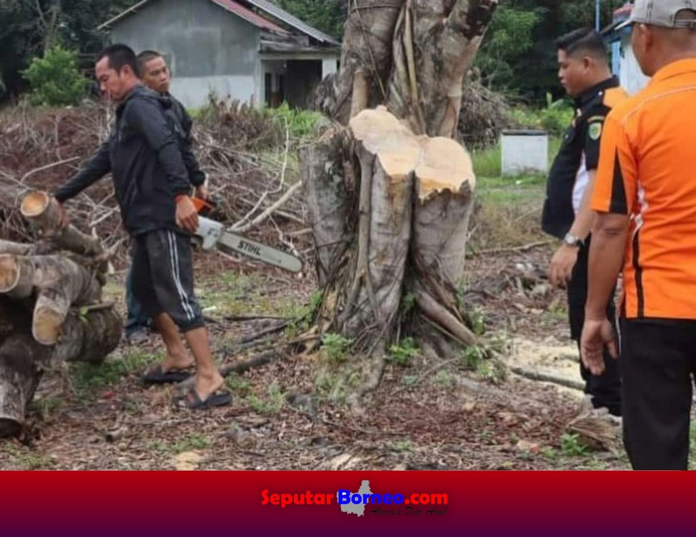 Sigap Terima Laporan, BPBD Kota Palangka Raya Tebang Pohon Rawan Tumbang
