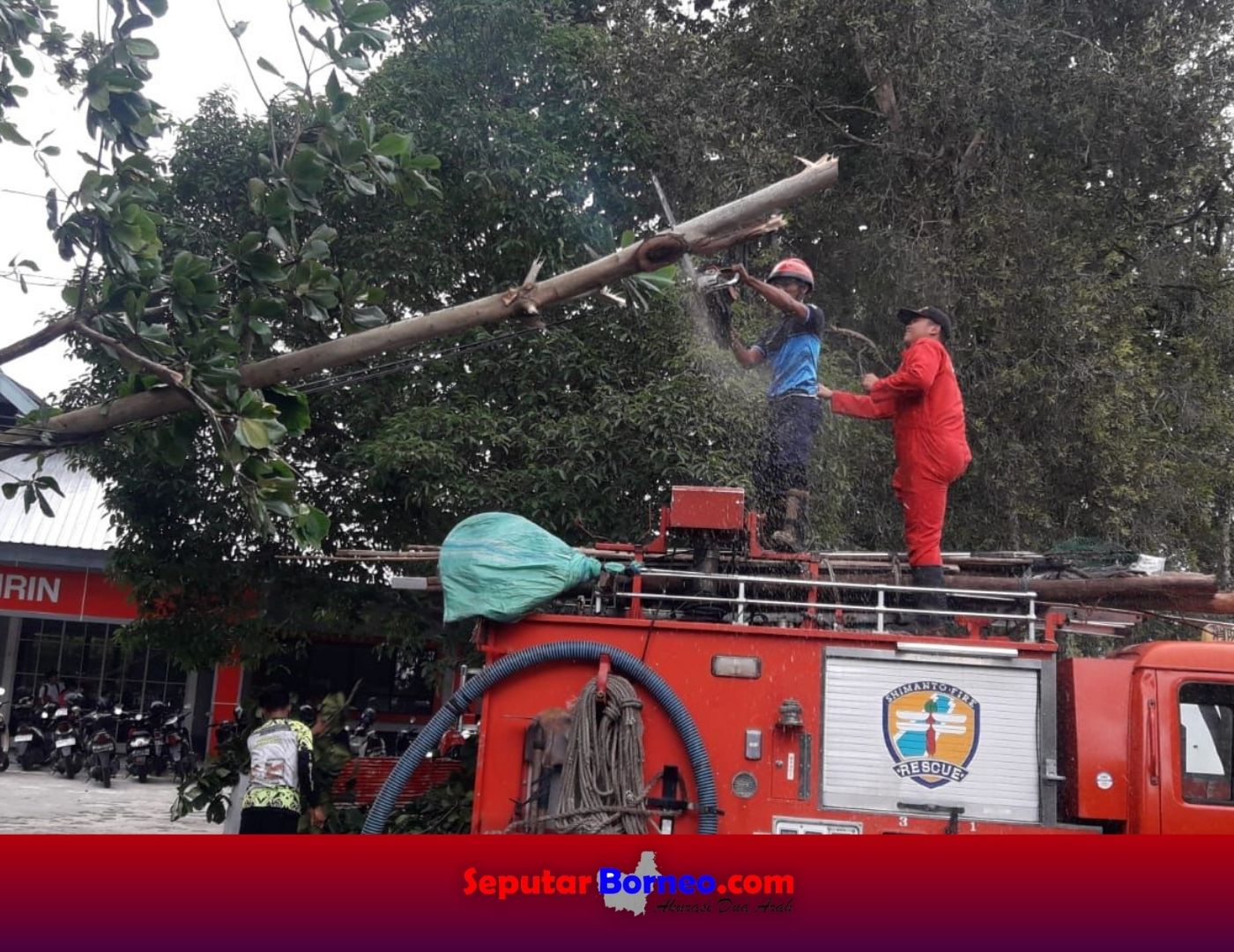Pohon Ketapang Tumbang Usai Ditiup Angin