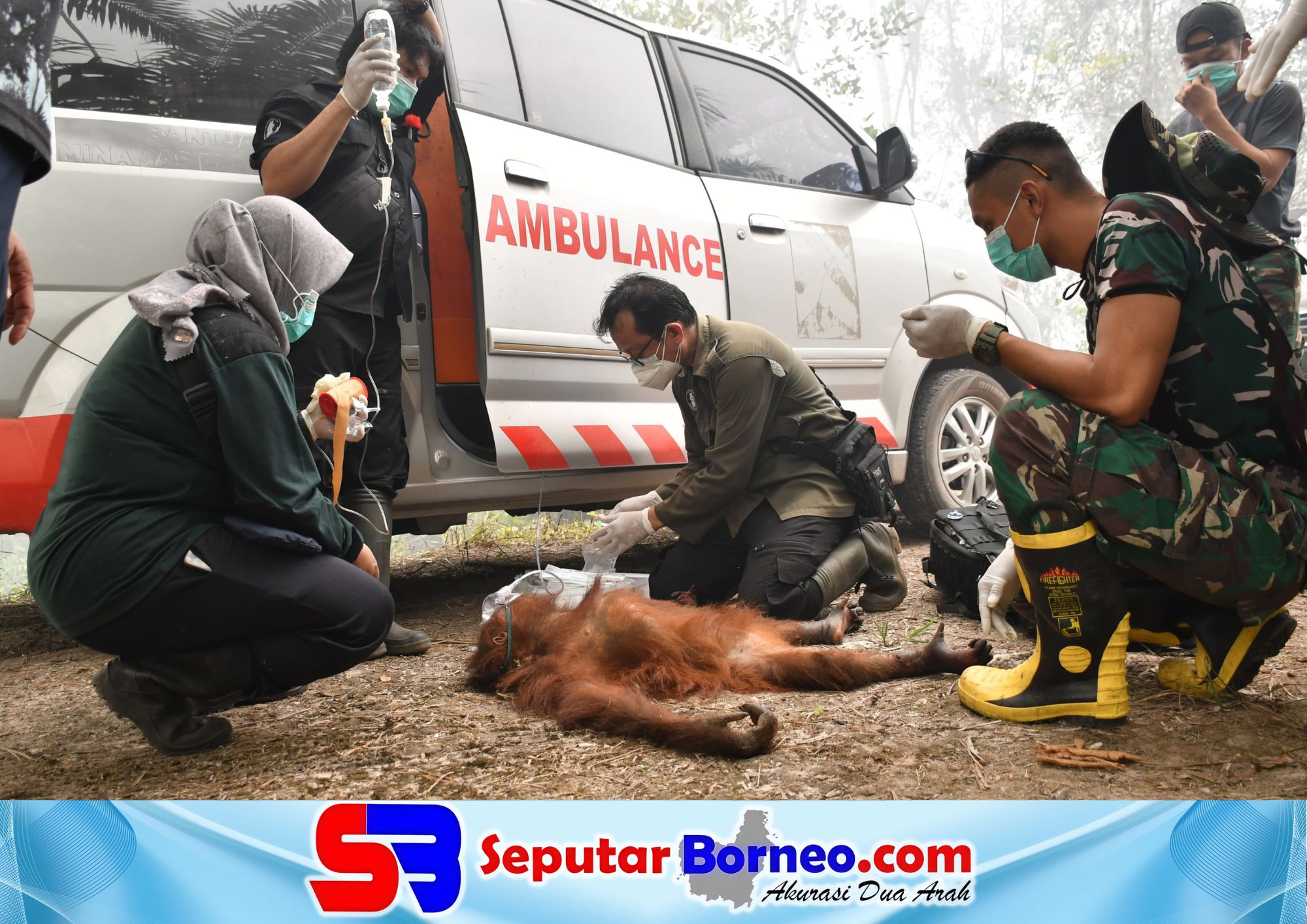 Petugas gabungan dari BKSDA dan pihak lainnya mengevakuasi orangutan bernama Novita yang terjebak di kawasan karhutla. (FOTO:BKSDA KALTENG)